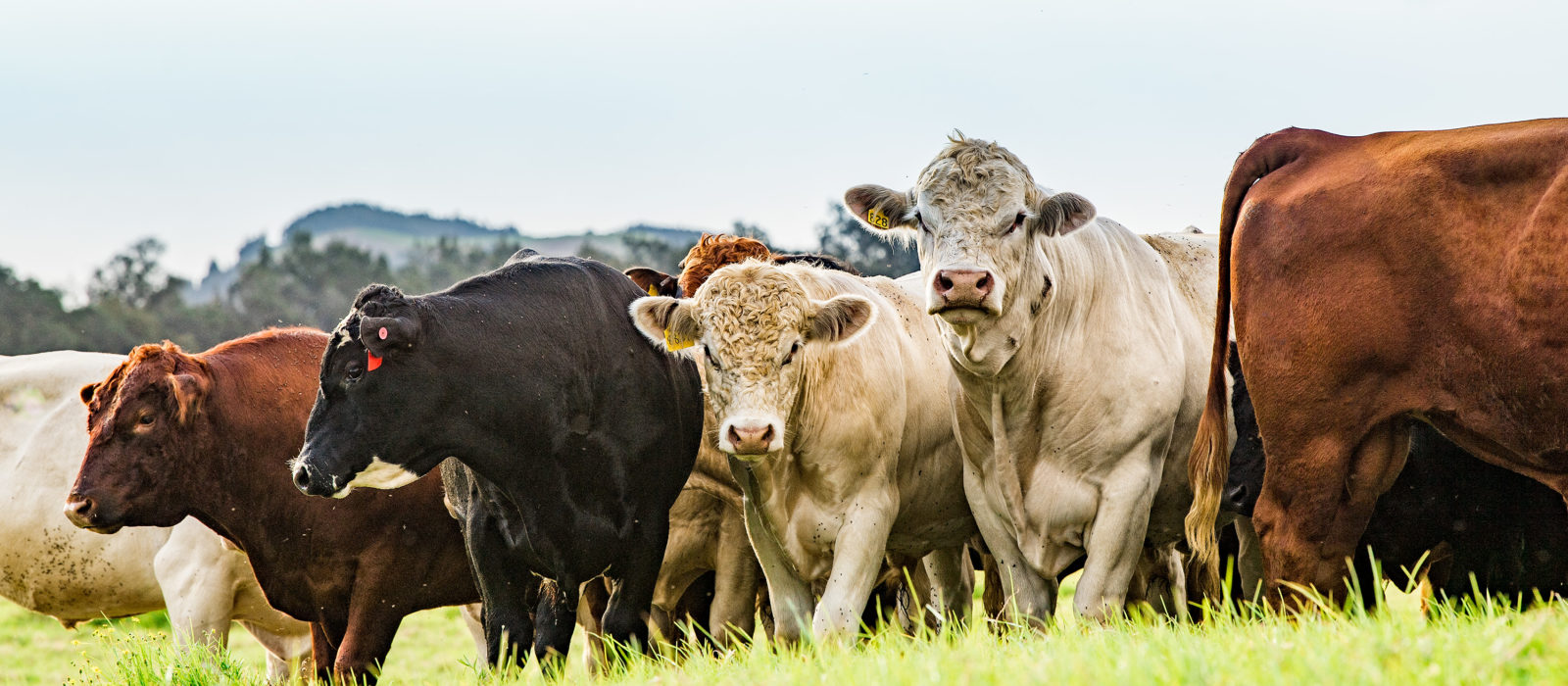 Multi-colored cows in a field crop