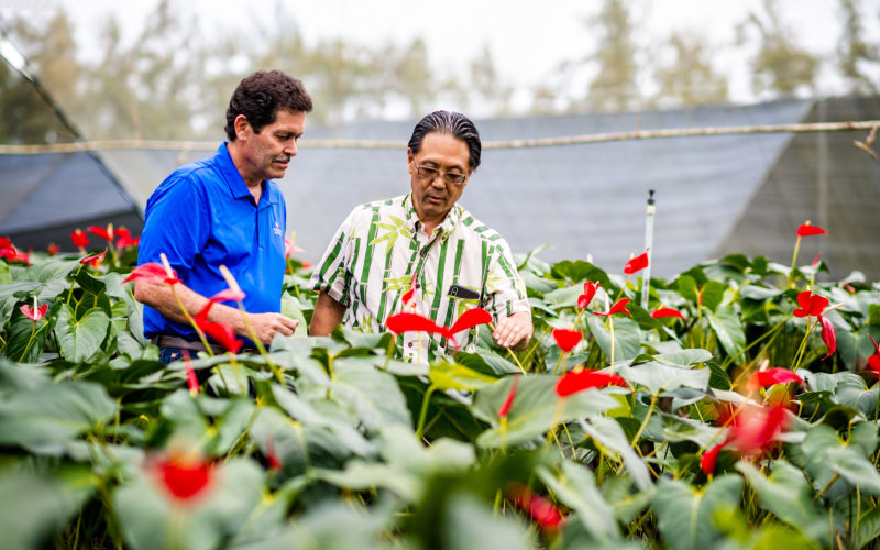 two men looking at tropical nursery plants