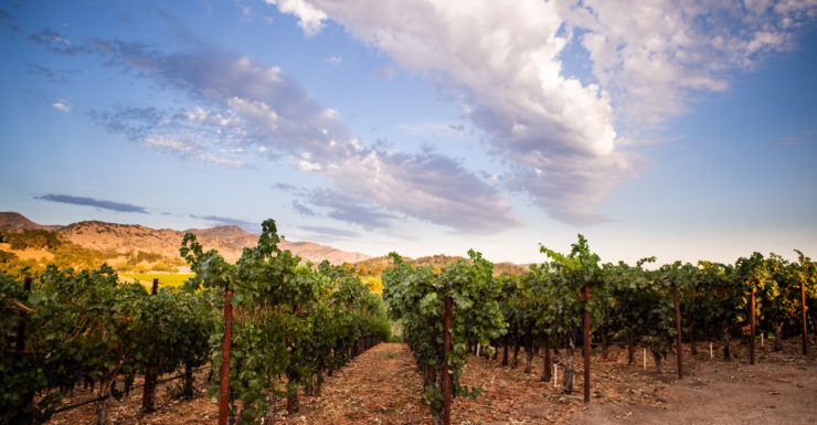 Vineyard rows with cloudy sky is one example of a business in the wine industry that qualifies for winery financing solutions