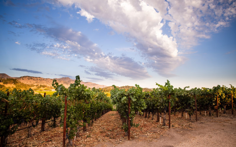 Vineyard rows with cloudy sky is one example of a business in the wine industry that qualifies for winery financing solutions