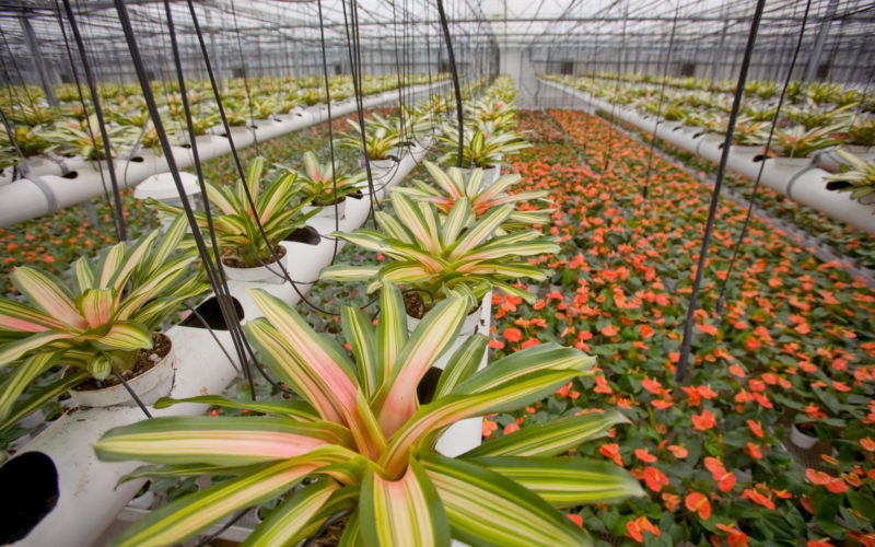 Nursery plants in Hawaii, agriculture equipment