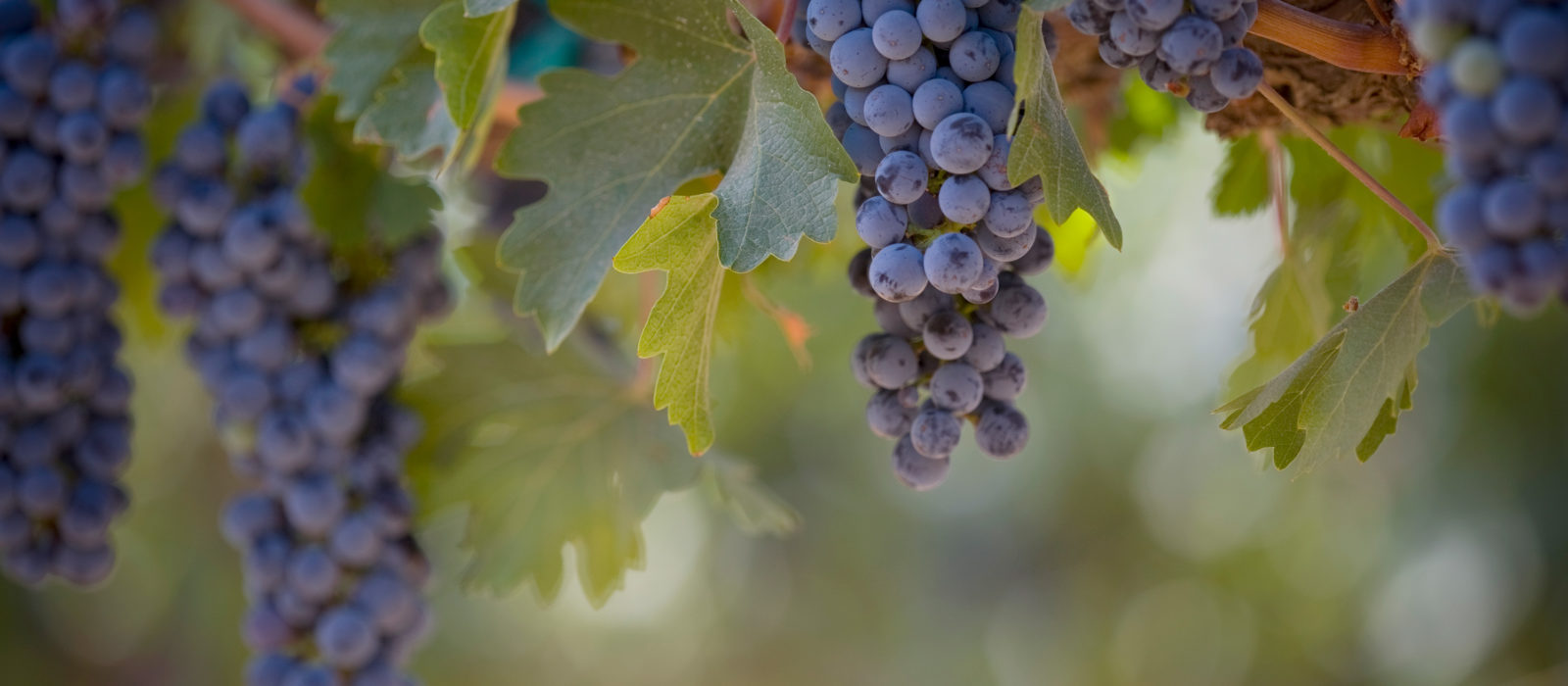 wine grapes on the vine