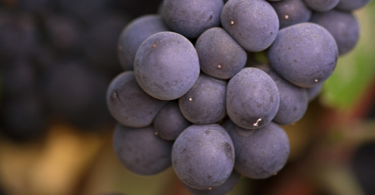 closeup of purple wine grapes