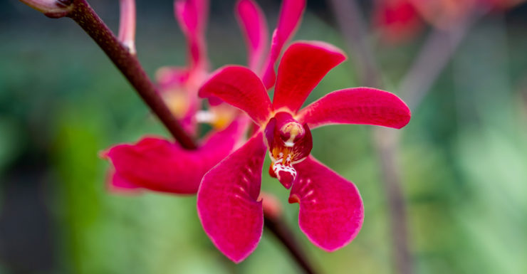 Closeup of pink orchard