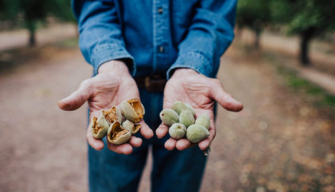Farmer holding unshelled almonds in his hands