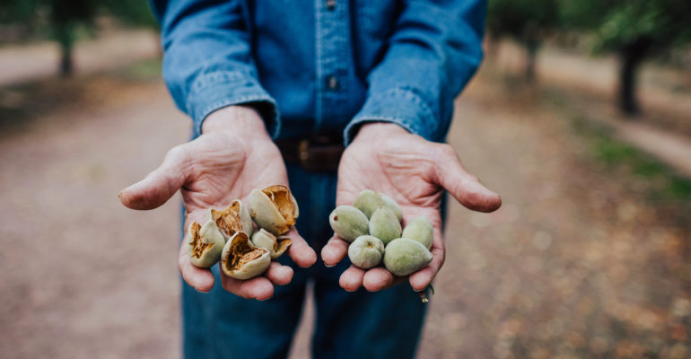 Farmer holding unshelled almonds in his hands