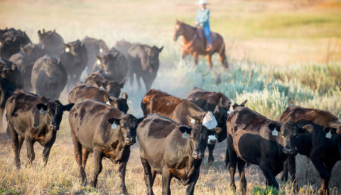 cattle with female rancher in the background