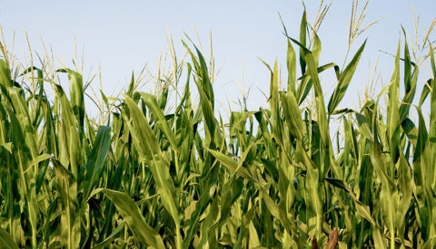 Corn field