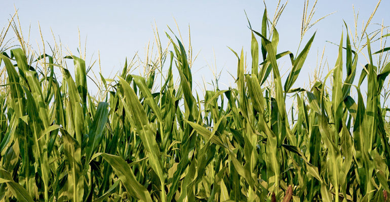 Corn field