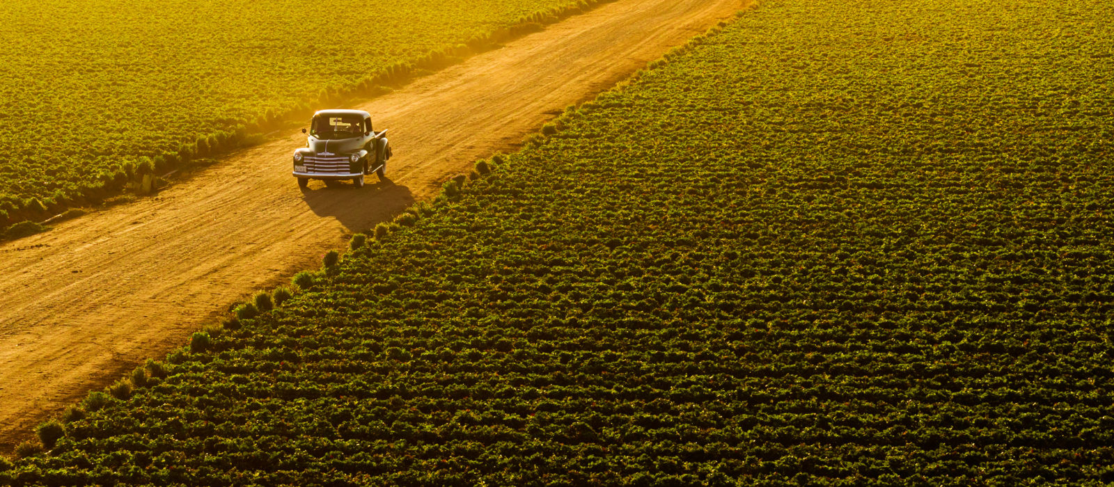 American AgCredit truck on dirt road next to road crops at dusk