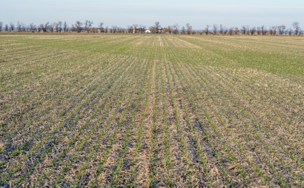 crop field