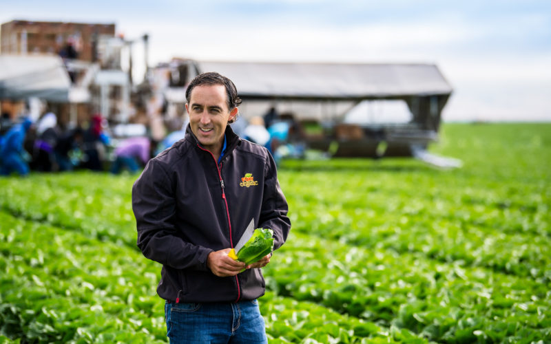 Farmer inspecting lettuce in crop field; American AgCredit gives loans to farmers