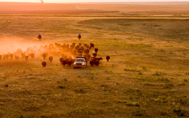 truck in field followed by cattle and 2 ranchers on horseback, agriculture equipment