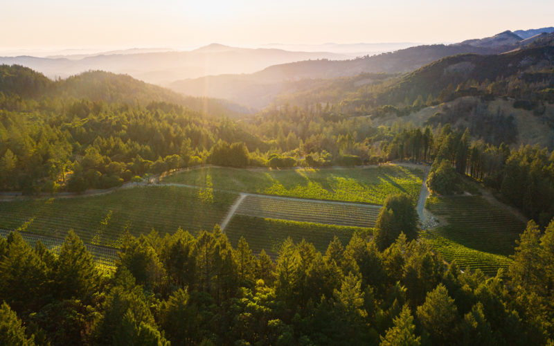 Vineyard landscape with mountains on wine industry page