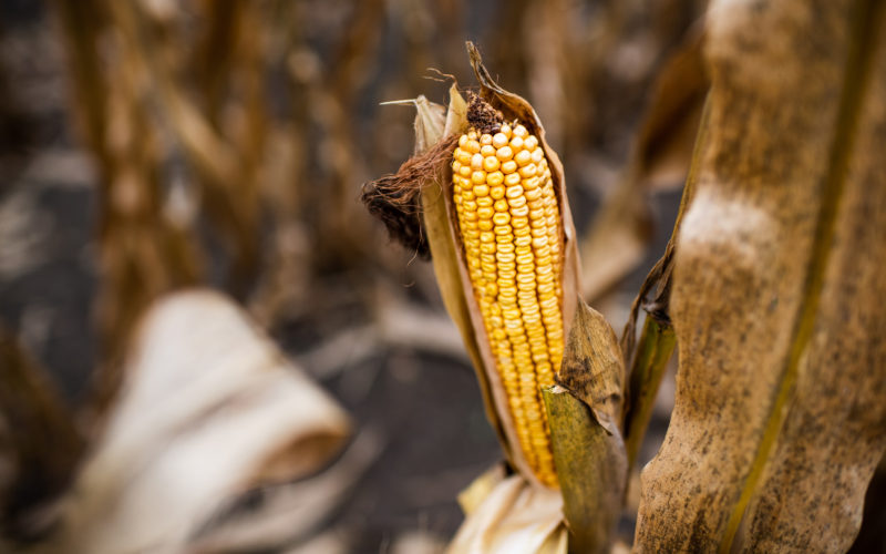 detail of corn on the plant