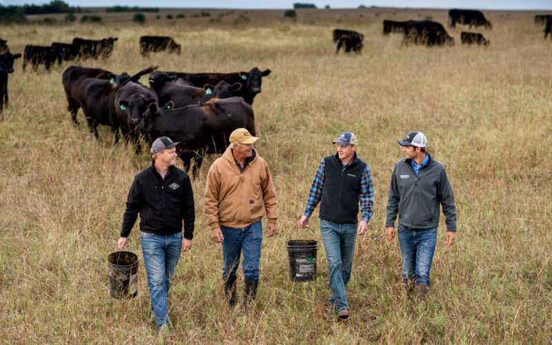 4 men in a field with cattle