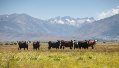 cattle in a field with mountains in the distance