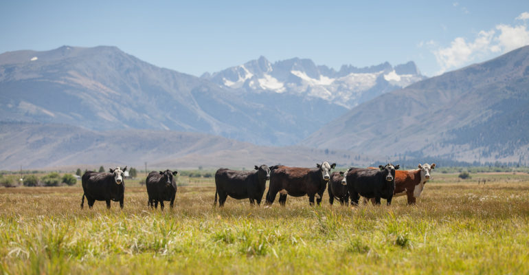 cattle in a field with mountains in the distance