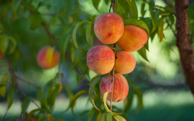 Peaches on a tree branch on the named peril federal crop insurance section