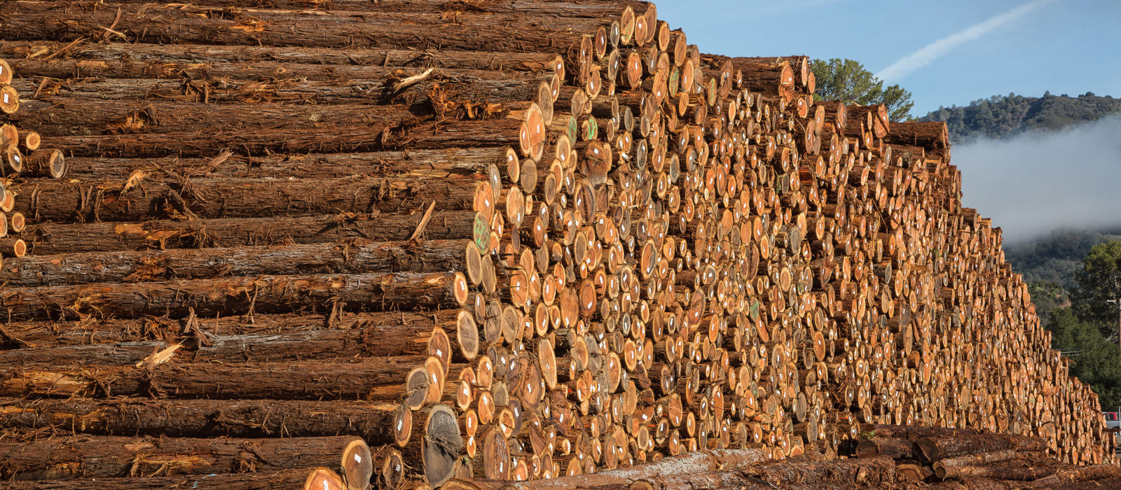 stack timber logs with price tags at agribusiness loan customer