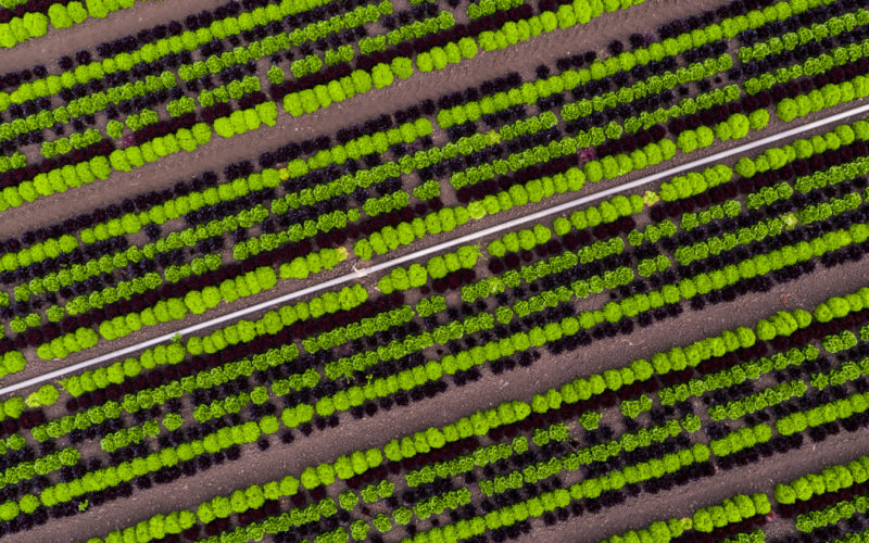 produce from above, example of insurable crops with federal crop insurance including multi peril crop insurance