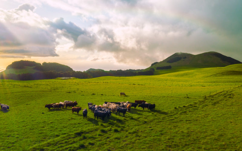 Cattle in lush green field with sun rays is an example of expanding your operation with farm operating loans