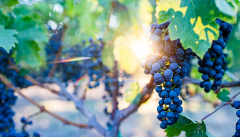 closeup of grapes on the vine with sun shining through