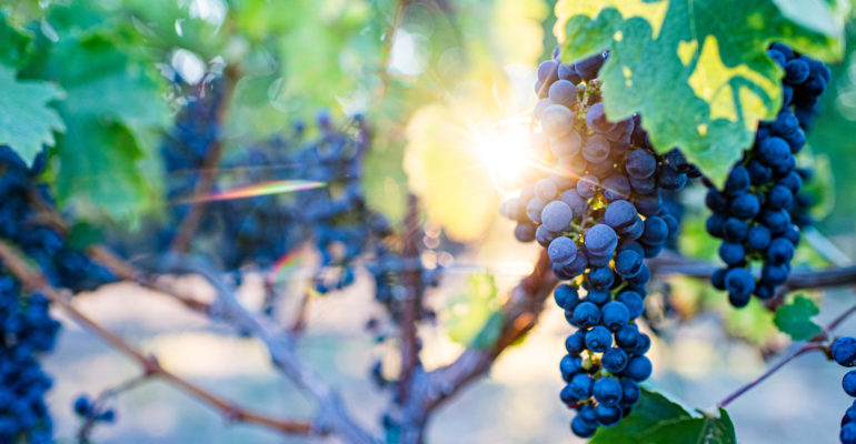 closeup of grapes on the vine with sun shining through on winery financing