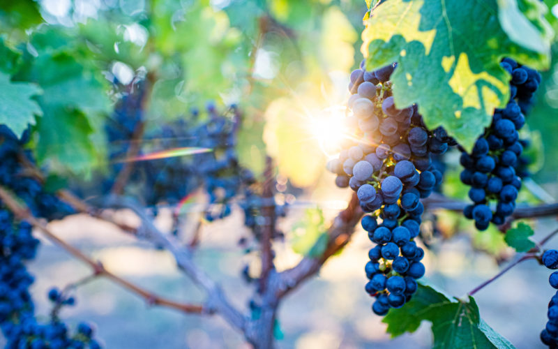 closeup of grapes on the vine with sun shining through