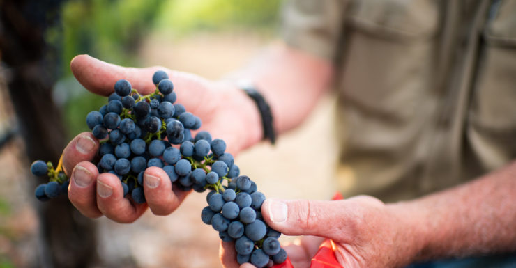 Gamble Family Vineyards