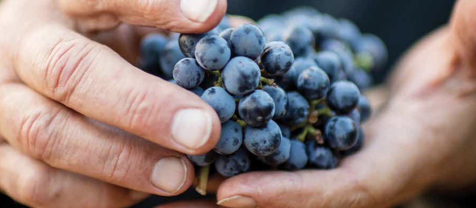 Harvest 2019 Newsletter