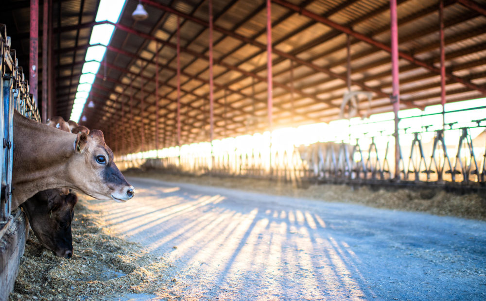 Clauss Dairy Farms | American AgCredit