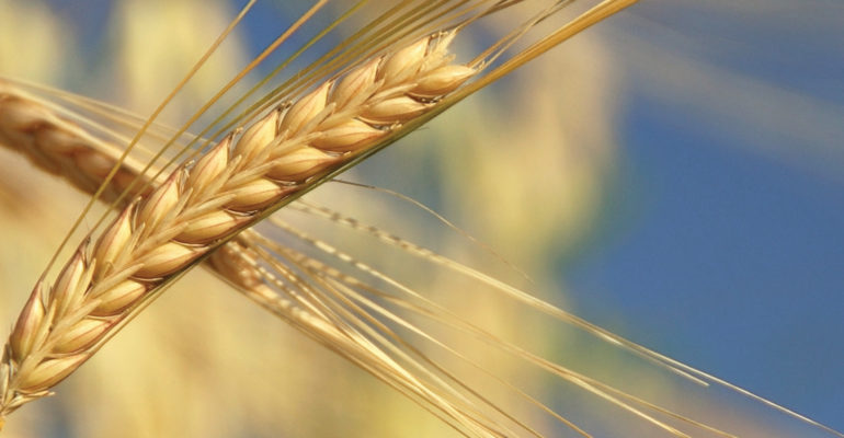 wheat closeup