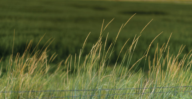 Tall grass on a field on the federal crop insurance and livestock insurance page