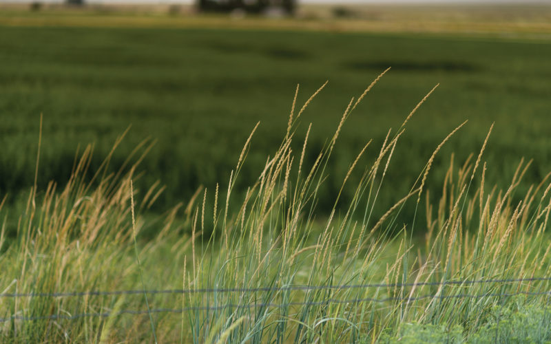 Tall grass on a field on the federal crop insurance and livestock insurance page