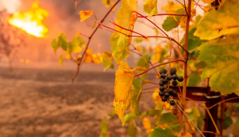 Vineyard Fire and Smoke/Wine Taint on Wine Insurance FAQ page
