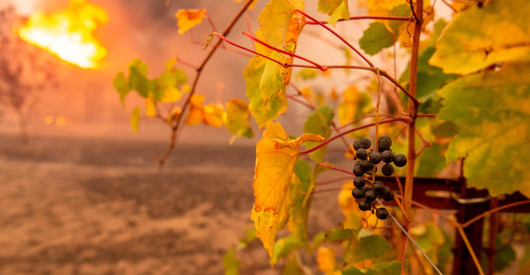 Vineyard Fire and Smoke/Wine Taint on Wine Insurance FAQ page