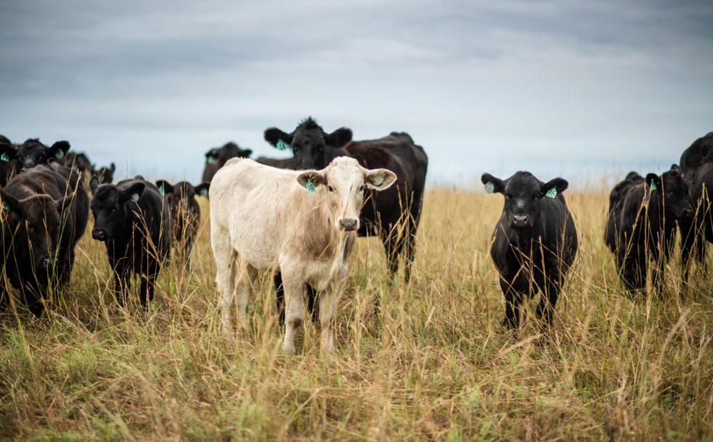 Peterson Farm & Cattle, Assaria, Kansas