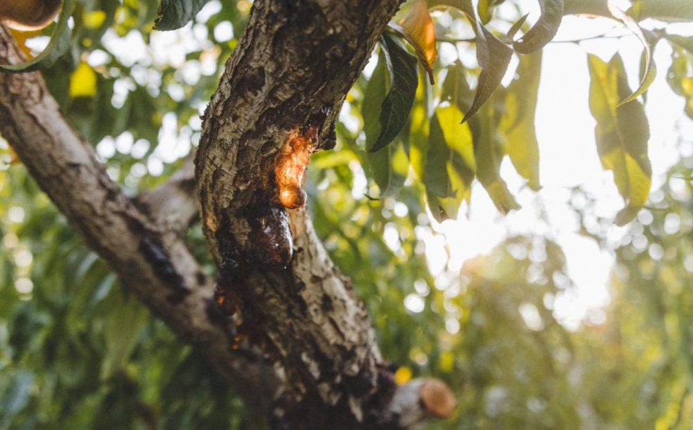 Peach Tree in Orchard