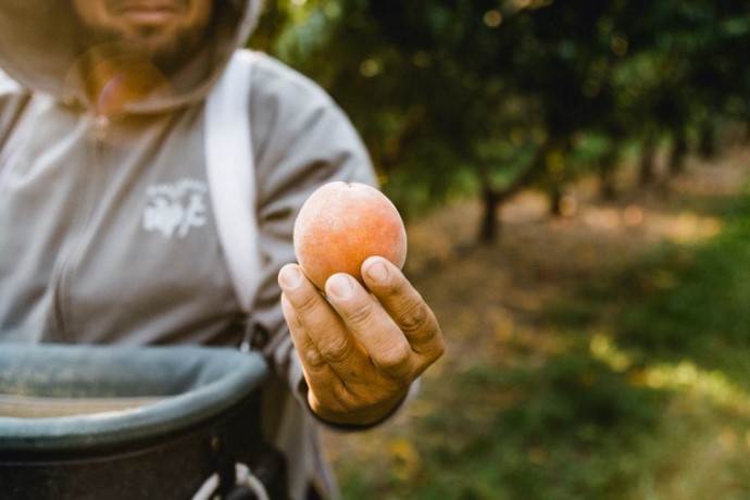 Peach from Talbott Farms Orchard