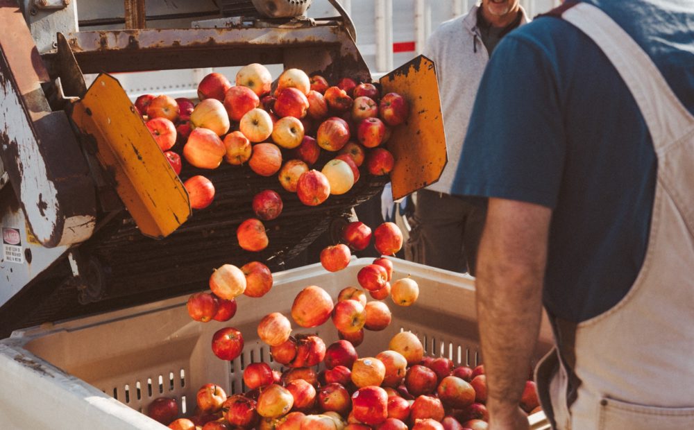 Apples from Talbott Farms