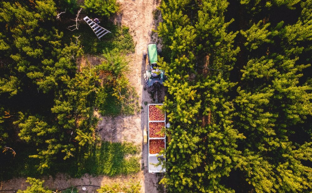 Harvest in Talbott Farms Orchard