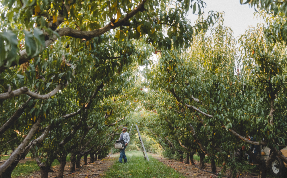 Talbott Farms Orchard