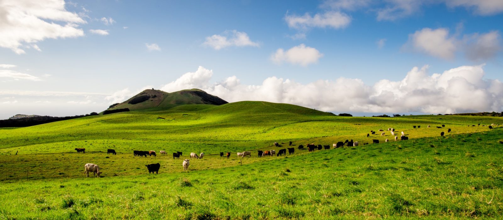 Cattle grazing in Hawaii