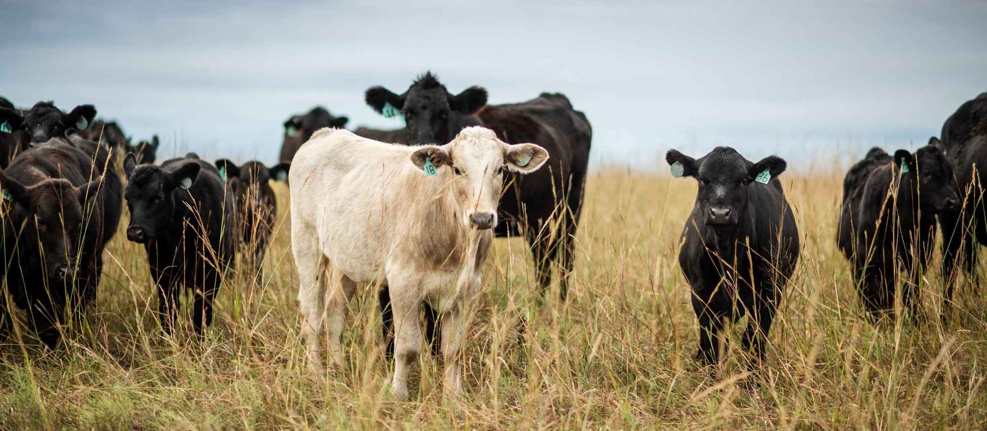 american ag credit careers american ag credit careers