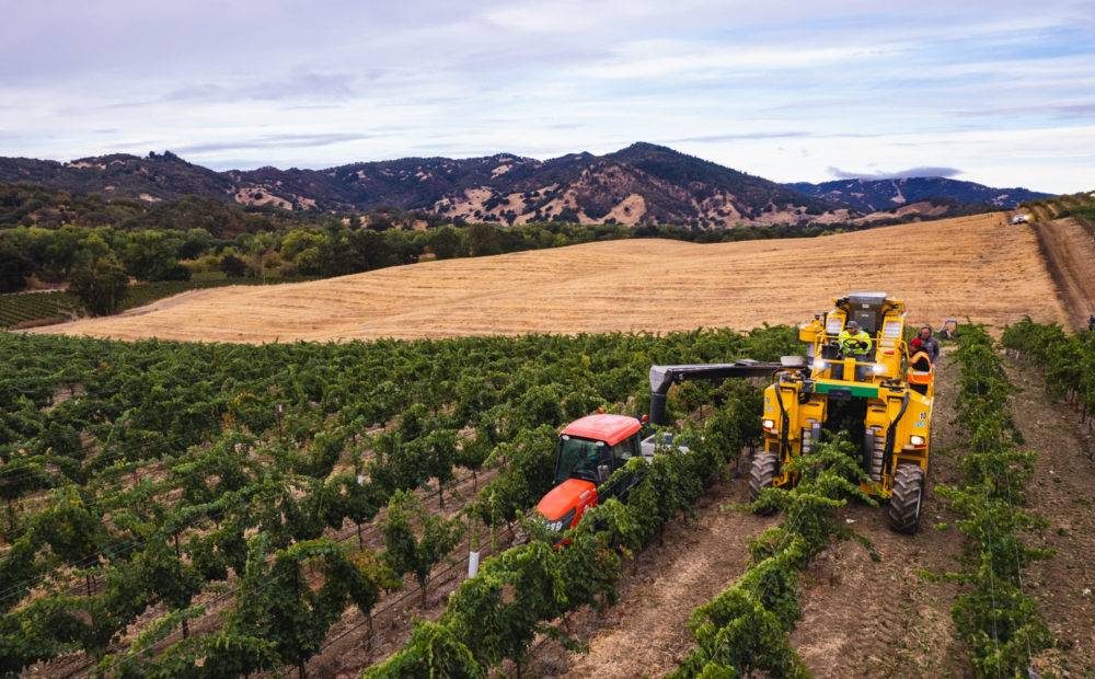 Grape Harvesting