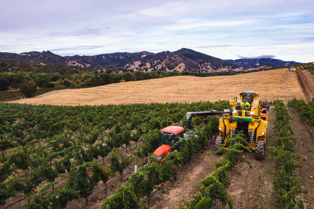 Grape Harvesting