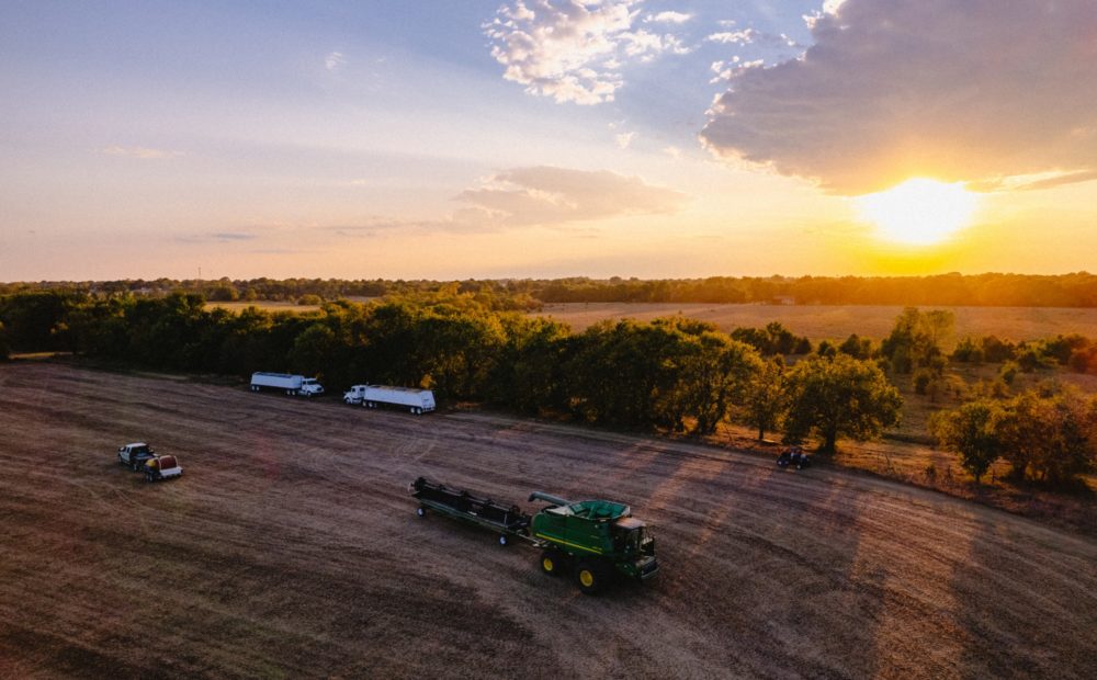 Soybean field during harvest with sunset