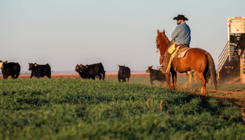 Farm Credit of New Mexico Merge with American AgCredit