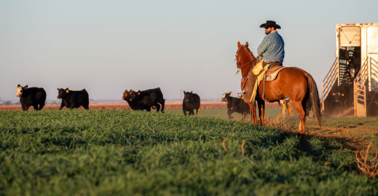 Farm Credit of New Mexico Merge with American AgCredit